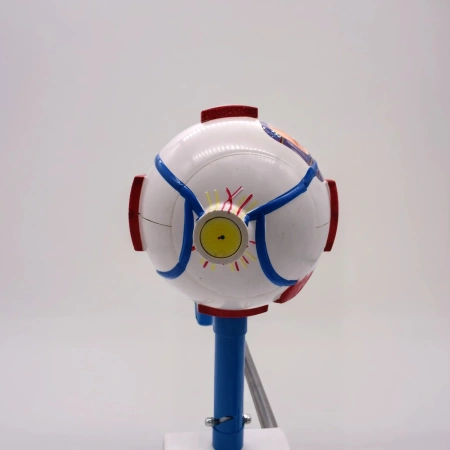 Модель «Зрение» (на батарейках)